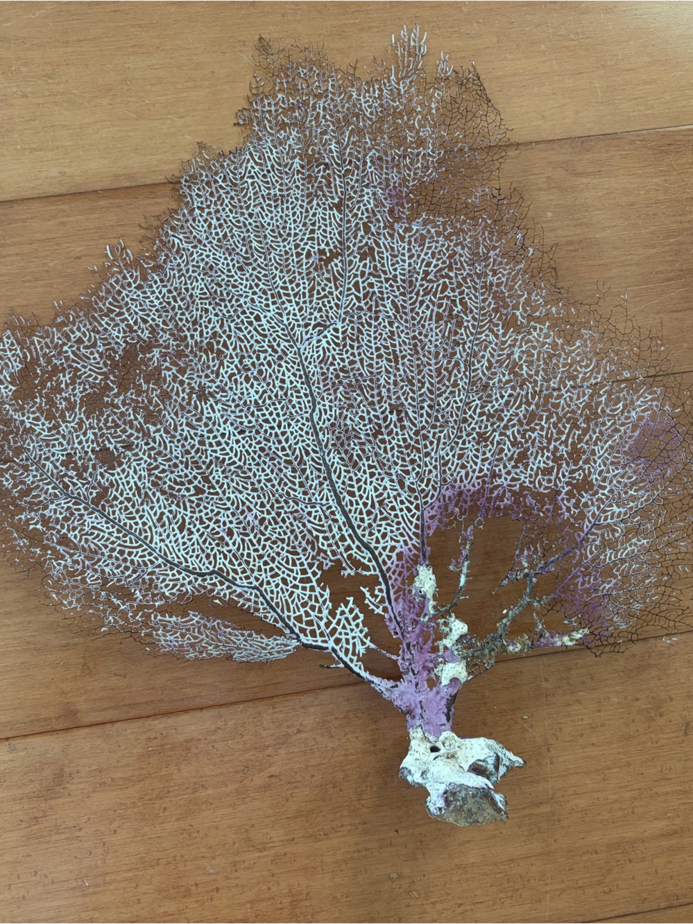Sea fan coral,  M size